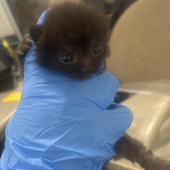 Domestic Short Hair Cats Available for Adoption - Mel | PetCurious