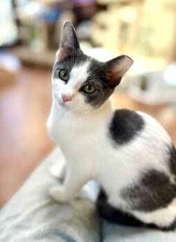 Domestic Short Hair Cats Available for Adoption - Bingo | PetCurious