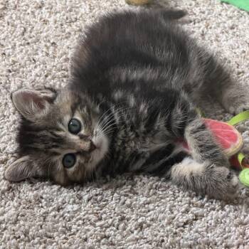 Jasmine -  Domestic Medium Hair Cat for Adoption in Potomac, Maryland - Jasmine | PetCurious