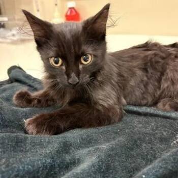 Bat Cat -  Domestic Medium Hair Cat for Adoption in Lynchburg, Virginia - Bat Cat | PetCurious
