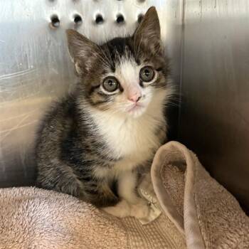 MARCUS -  Domestic Short Hair Cat for Adoption in Rancho Cucamonga, California - MARCUS | PetCurious