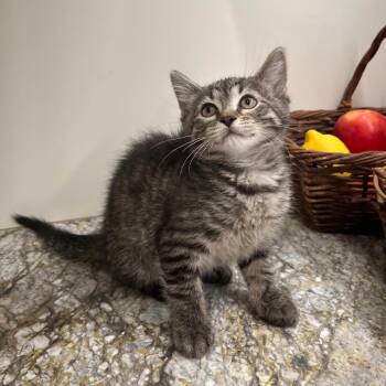 Domestic Short Hair Cats Available for Adoption in Overland Park, Kansas - Nessa | PetCurious