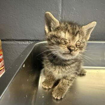 Domestic Short Hair Cats Available for Adoption in Tuscaloosa, Alabama - TUSC-Stray-84555 | PetCurious