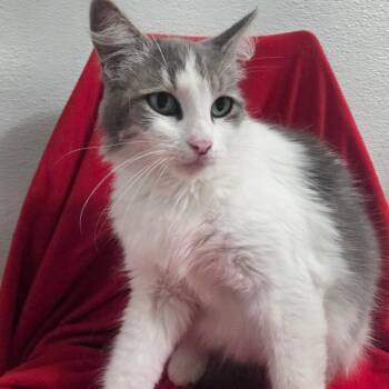 Atlantis -  Domestic Long Hair Cat for Adoption in Brea, California - Atlantis | PetCurious