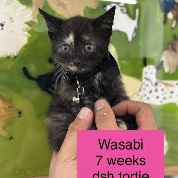 Wasabi -  Domestic Short Hair Cat for Adoption in Tampa, Florida - Wasabi | PetCurious
