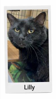 Lilly -  Domestic Short Hair Cat for Adoption in Caistor Centre, Ontario - Lilly | PetCurious