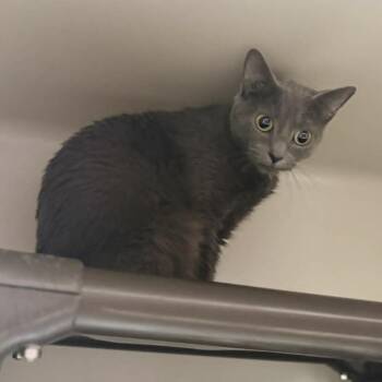 Domestic Short Hair Cats Available for Adoption in Jacksboro, Tennessee - Scarlett | PetCurious