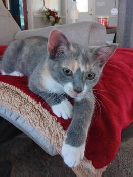 Powder -  Domestic Short Hair Cat for Adoption in Pensacola, Florida - Powder | PetCurious