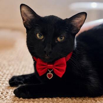 Ashley -  Domestic Short Hair Cat for Adoption in Santa Ana, California - Ashley | PetCurious
