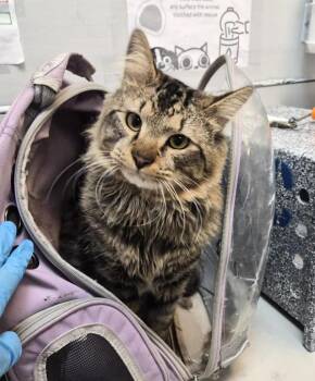 Symba -  Domestic Long Hair Cat for Adoption in New York, New York - Symba | PetCurious