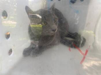 ICE POP -  Domestic Short Hair Cat for Adoption in Rowlett, Texas - ICE POP | PetCurious