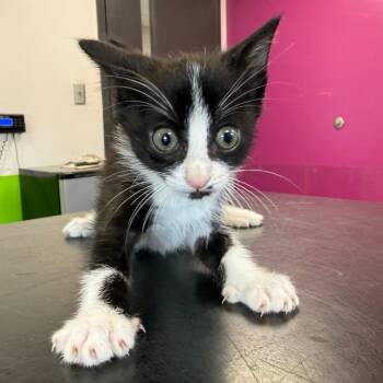 Hoover -  Domestic Short Hair Cat for Adoption in Ponca City, Oklahoma - Hoover | PetCurious