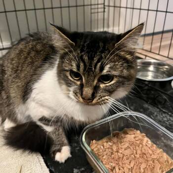 Willma -  Domestic Short Hair Cat for Adoption in Maple Falls, Washington - Willma | PetCurious