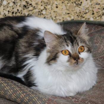 Maine Coon and Domestic Long Hair Cats Available for Adoption in Brampton, Ontario - Niki- Small Size  | PetCurious