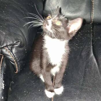 Diamond -  American Shorthair Cat for Adoption in Mount Vernon, Arkansas - Diamond | PetCurious