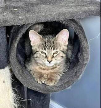 Diesel -  Domestic Short Hair Cat for Adoption in Mississauga, Ontario - Diesel | PetCurious