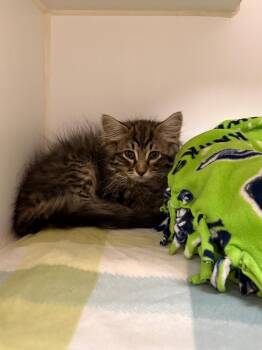 Alfie (Milligan Ave) -  Domestic Long Hair Cat for Adoption in Johnson City, Tennessee - Alfie (Milligan Ave) | PetCurious