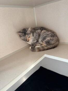 Shiloh -  Domestic Short Hair Cat for Adoption in Morgantown, Kentucky - Shiloh | PetCurious
