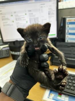 MORTICIA -  Domestic Medium Hair Cat for Adoption in Dallas, Texas - MORTICIA | PetCurious