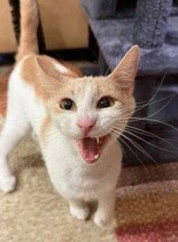 Maeve -  Domestic Short Hair Cat for Adoption in Wheaton, Illinois - Maeve | PetCurious