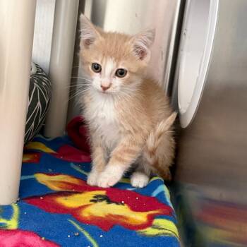 Rolie -  Domestic Medium Hair Cat for Adoption in Detroit Lakes, Minnesota - Rolie | PetCurious