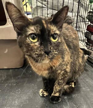 Rescue Tortoiseshell Cats for Adoption in Pryor, Oklahoma - Jasmine | PetCurious