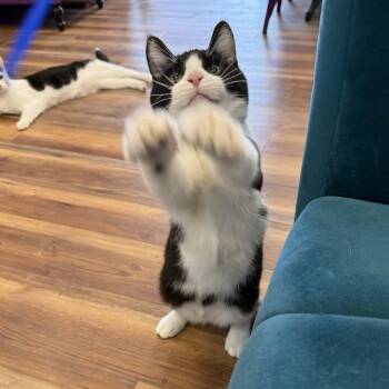 Domestic Short Hair Cats Available for Adoption - Conrad (cat Café)  | PetCurious