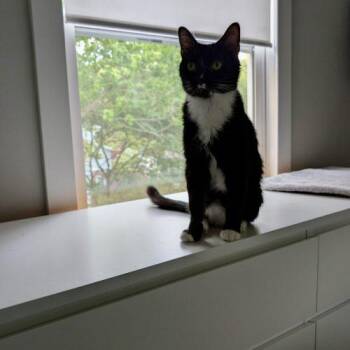 Phil -  Domestic Short Hair Cat for Adoption in Fishers, Indiana - Phil | PetCurious