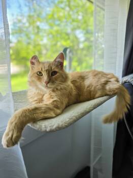 Rescue Domestic Medium Hair Cats for Adoption in Calgary, Alberta - Creamsicle (Cheddar) | PetCurious