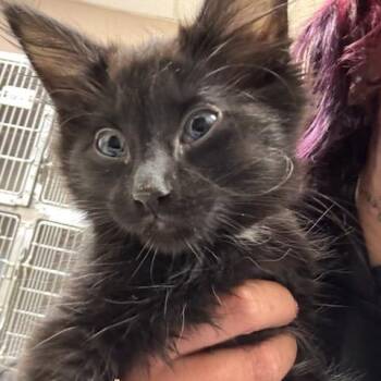 Domestic Long Hair Cats Available for Adoption - Sprint | PetCurious