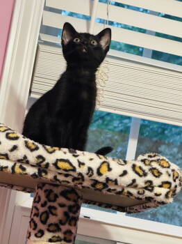 Rescue Domestic Short Hair Cats for Adoption in Buford, Georgia - Udelle | PetCurious