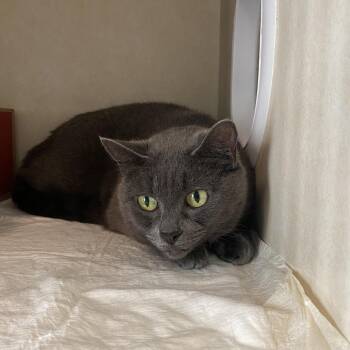 Domestic Short Hair Cats Available for Adoption in Westminster, California - WAGS-Stray-21164 | PetCurious