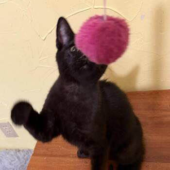 River -  Domestic Short Hair Cat for Adoption in Prosper, Texas - River | PetCurious