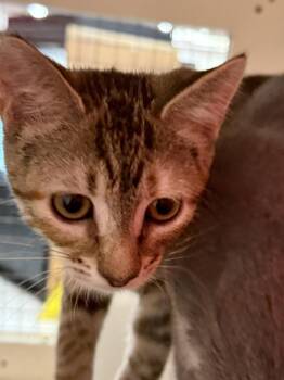 HAPPY -  Tabby Cat for Adoption in Lake Ozark, Missouri - HAPPY | PetCurious