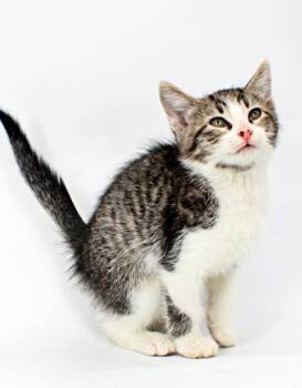 Hex -  Domestic Short Hair Cat for Adoption in Morton Grove, Illinois - Hex | PetCurious
