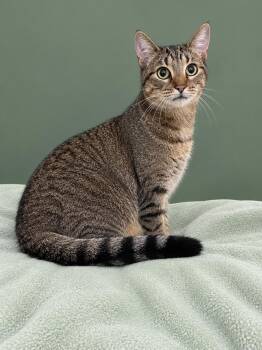 Missy -  Domestic Short Hair Cat for Adoption in Lacon, Illinois - Missy | PetCurious