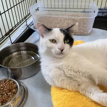 Clarice -  Domestic Medium Hair Cat for Adoption in Midland, Texas - Clarice | PetCurious
