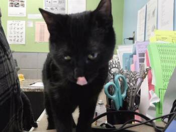 Domestic Short Hair Cats Available for Adoption in Omaha, Nebraska - MANLY MAN | PetCurious