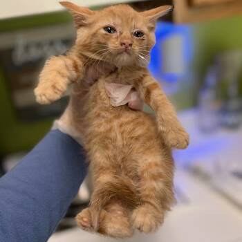 Miss Barbara Boardroom -  Domestic Medium Hair Cat for Adoption in Charleston, West Virginia - Miss Barbara Boardroom | PetCurious