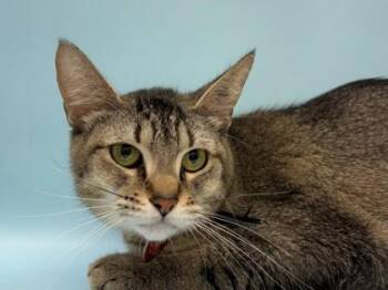 Posh -  Domestic Short Hair Cat for Adoption in Golden Valley, Minnesota - Posh | PetCurious