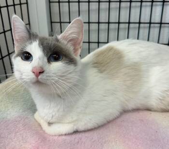 5/23/26 Momma Snow -  Domestic Short Hair Cat for Adoption in Stillwater, Oklahoma - 5/23/26 Momma Snow | PetCurious