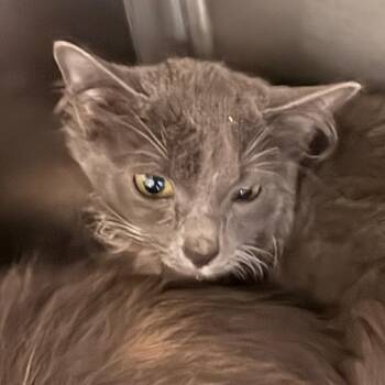 Rosalyn -  Domestic Long Hair Cat for Adoption in Winston-salem, North Carolina - Rosalyn | PetCurious