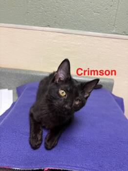 Rescue Domestic Short Hair Cats for Adoption in Ellijay, Georgia - Crimson | PetCurious
