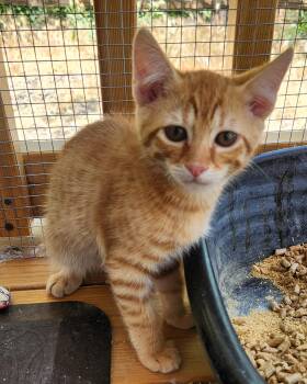 Manny -  Domestic Short Hair Cat for Adoption in Yarnell, Arizona - Manny | PetCurious