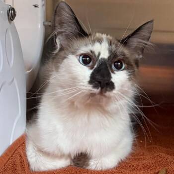 Nemo -  Domestic Short Hair Cat for Adoption in Cedaredge, Colorado - Nemo | PetCurious