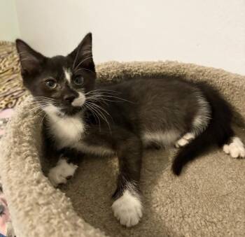 Charlie -  Domestic Short Hair Cat for Adoption in Rochester, Indiana - Charlie | PetCurious