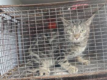 Rescue Domestic Short Hair Cats for Adoption in Houston, Texas - A639083 | PetCurious