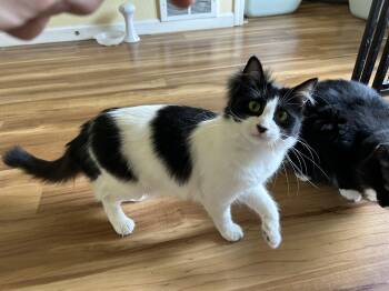 Everest -  Domestic Medium Hair Cat for Adoption in Springfield, Oregon - Everest | PetCurious