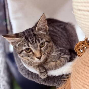 Skye -  Domestic Medium Hair Cat for Adoption in Asher, Oklahoma - Skye | PetCurious