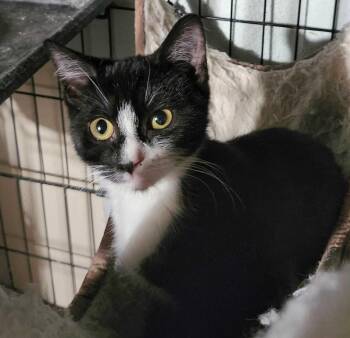 Rescue Tabby Cats for Adoption in Piscataway, New Jersey - Eden | PetCurious